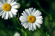 Camomile on green background
