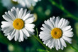 Camomile on green background