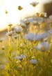 Sunlight Shot Through Daisies Sunlight Shot Through Daisies