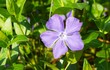 Vinca minor - kleines Immergrün