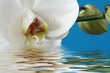 orchidee mit wasser