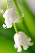 Lily of the valley
