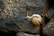 Weinbergschnecke Weinbergschnecke