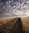 Ripe Wheat Field At The Sunset Ripe Wheat Field At The Sunset