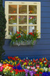 Window with colorful flowers in spring