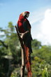 Wild parrot sitting on the twig in Amazonian rainy forest