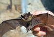 Bat 12