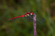 Red dragonfly