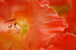 orange gladiola
