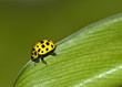 coccinella