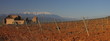 Pieds de Vignes et Neiges sur le Canigou ; Pyrénées Orientales Pieds de Vignes et Neiges sur le Canigou ; Pyrénées Orientales