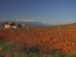 Pieds de Vignes et Neiges sur le Canigou ; Pyrénées Orientales