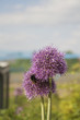 allium