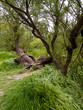 Árbol tumbado