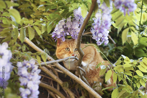Photo: beautiful cat in tree beautiful cat in tree