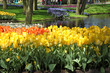 Colorful Tulips.