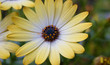 Flor Amarela