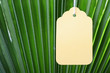 Branch palm