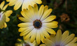 Flores amarelas