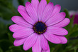 Flor violeta