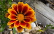 Flor tigre com madeira