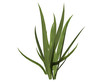 Grass