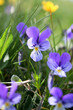 Flore sur l'Aubrac