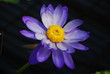 Nymphae violacea - waterlily