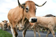 vache Aubrac vache Aubrac