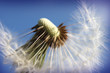 Pusteblume