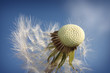 Pusteblume