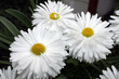 White Flower