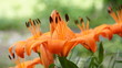 Orange Lilly