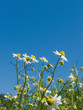 Chamomile flowers