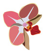 Colour Orchid