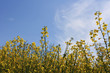 rape field ©