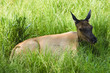 young female elk