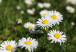 Summer Daisys