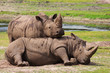 Two playing rhinos