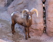 Bighorn Sheep