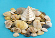 sea shells and stones