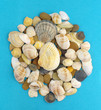 sea shells and stones
