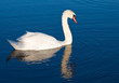 White swan with reflections on a clear blue lake