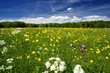 Blumenwiese