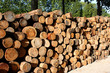 Stock de rondins de bois