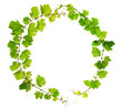 Fresh grapevine circle border on white background Fresh grapevine circle border on white background