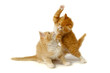 Fighting kittens