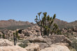 Joshua trees in Mojave Desert California