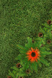 Christmas spruce texture Christmas spruce texture