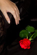 red rose